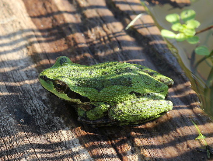 Sierran Treefrog